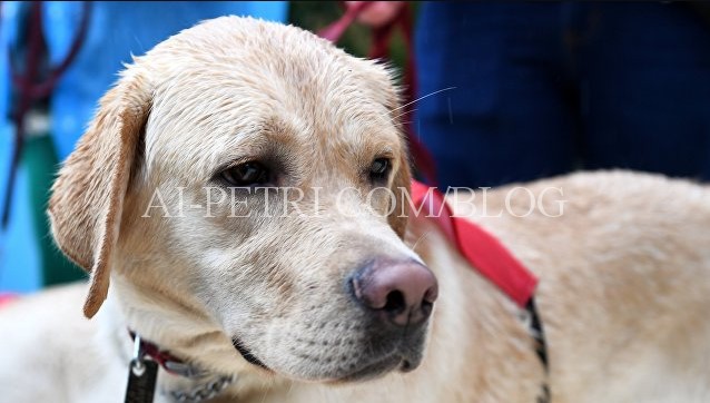 Первая собака-поводырь в Крыму, лабрадор Илона