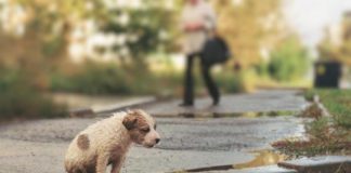 Условия по содержанию и защите от жестокого обращения животных законодательно урегулированы в Крыму