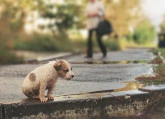 Условия по содержанию и защите от жестокого обращения животных законодательно урегулированы в Крыму