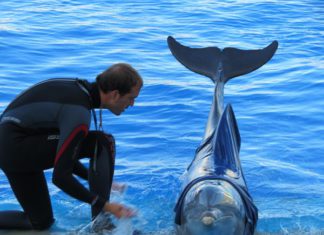 Дельфин не менее разумен чем человек ?…