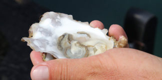 Под Евпаторией французы построят устричную ферму