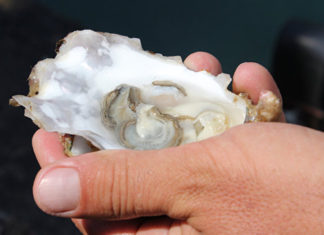 Под Евпаторией французы построят устричную ферму