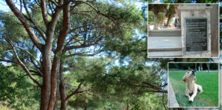 Фотообзор — Мисхорский парк, август 2015