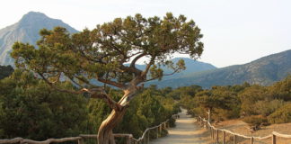 Реликтовая можжевеловая роща, Новый Свет (Судак)