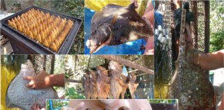 Свежевыловленная рыбка на ЮБК: черноморские скат (лиса), камбала, морской ерш, окунь…