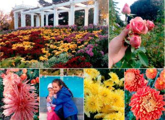 Фотообзор, Бал хризантем -2017 «Солнечная элегия», Никитский ботанический сад