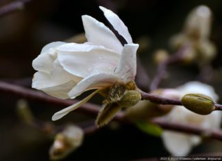 Магнолия Лебнера зацвела в Никитском ботаническом саду