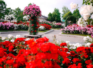 Парк Чаир Крым фото Парк Чаир в Мисхоре, Крым, фото