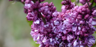 Проект «Сирень Победы» — в Никитском Ботаническом саду зацвели 10 новых сортов сирени Проект Сирень Победы, 10 новых сортов сирени в Никитском ботаническом саду