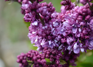 Проект «Сирень Победы» — в Никитском Ботаническом саду зацвели 10 новых сортов сирени Проект Сирень Победы, 10 новых сортов сирени в Никитском ботаническом саду