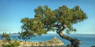 Экологическая акция «Сохраним можжевельники Крыма» от Министерства Курортов и Туризма Крыма Можжевельник в Крыму - акция в защиту