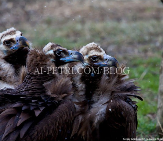 Краснокнижные Черные грифы под защитой Минприроды Крыма Черный гриф в Крыму, защита и помощь