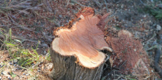 Срочно! Можжевельники в Крыму нужно спасать! Надо защитить крымский можжевельник !