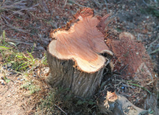 Срочно! Можжевельники в Крыму нужно спасать! Надо защитить крымский можжевельник !