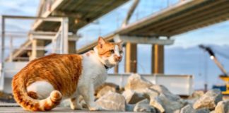 Кот «Мостик», талисман Крымского моста – в ТОП-3 котов года !