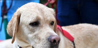 Первая собака-поводырь в Крыму — лабрадор-ретривер Илона Первая собака-поводырь в Крыму, лабрадор Илона