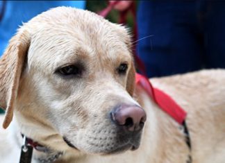 Первая собака-поводырь в Крыму — лабрадор-ретривер Илона Первая собака-поводырь в Крыму, лабрадор Илона