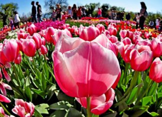 Рекордный парад тюльпанов в Никитском ботаническом саду (Ялта) с марта по май 2019 Парад тюльпанов Ялта, Никита, 2019