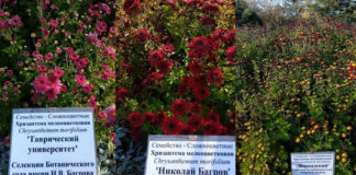 Новые сорта хризантем «Таврический университет», «Николай Багров» и «Вернадский» — вывели в Крыму