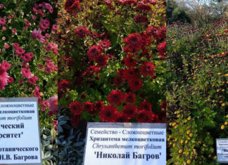 Новые сорта хризантем «Таврический университет», «Николай Багров» и «Вернадский» — вывели в Крыму