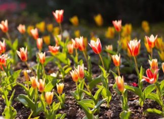 Парад тюльпанов в Ялте с 10 апреля 2019 — в Никитском ботаническом саду