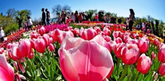 Массовое воровство тюльпанов с городских клумб Ялты