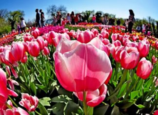 Массовое воровство тюльпанов с городских клумб Ялты