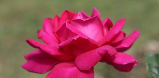 Выставка цветов «Розовый вальс» в Никитском ботаническом саду, 05 июня 2019