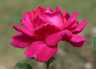 Выставка цветов «Розовый вальс» в Никитском ботаническом саду, 05 июня 2019