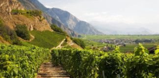 В 2019 году в Севастополе заложены рекордные 533 гектаров новых виноградников В 2019 году в Севастополе заложены рекордные 533 гектаров новых виноградников