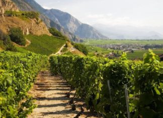 В 2019 году в Севастополе заложены рекордные 533 гектаров новых виноградников В 2019 году в Севастополе заложены рекордные 533 гектаров новых виноградников