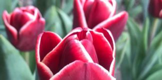 В Ялте открылся «Парад Тюльпанов-2020», 13-й по счету, всех приглашаем на виртуальную выставку! В Ялте открылся "Парад Тюльпанов-2020", 13-й по счету, всех приглашаем на виртуальную выставку!