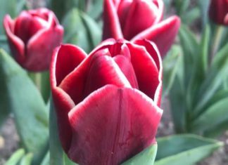 В Ялте открылся «Парад Тюльпанов-2020», 13-й по счету, всех приглашаем на виртуальную выставку! В Ялте открылся "Парад Тюльпанов-2020", 13-й по счету, всех приглашаем на виртуальную выставку!