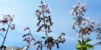 В Крыму расцвела Павловния (Адамово дерево, дерево Принцесса), история растения В Крыму расцвела Павловния (Адамово дерево, дерево Принцесса), история растения