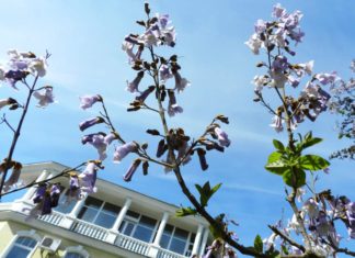 В Крыму расцвела Павловния (Адамово дерево, дерево Принцесса), история растения В Крыму расцвела Павловния (Адамово дерево, дерево Принцесса), история растения