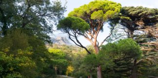 «Платановая поляна» в Алупкинском парке, творение Карла Кебаха, видеоэкскурсия "Платановая поляна" в Алупкинском парке, творение Карла Кебаха, видеоэкскурсия