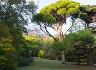 «Платановая поляна» в Алупкинском парке, творение Карла Кебаха, видеоэкскурсия "Платановая поляна" в Алупкинском парке, творение Карла Кебаха, видеоэкскурсия