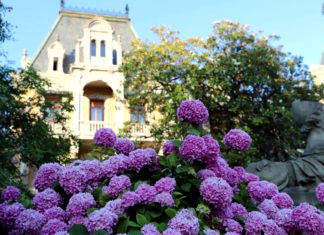 Флора Массандровского Дворца и парка, видеорассказ сотрудника парка музея Е.Сняткова Флора Массандровского Дворца, видеорассказ сотрудника парка музея Е.Сняткова