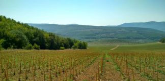 В Севастополе заложили 363 гектара новых виноградников, при годовом плане 500га В Севастополе заложили 363 гектара новых виноградников, при годовом плане 500га