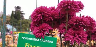 Традиционный «Бал хризантем» открылся в Ялте (Крым) 24 октября 2020 в Никитском ботаническом саду, видео Традиционный уже 67-й Бал хризантем открылся в Ялте (Крыма) 24 октября 2020 в Никитском ботаническом саду, видео