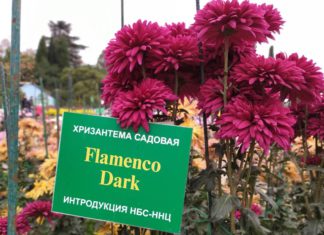 Традиционный «Бал хризантем» открылся в Ялте (Крым) 24 октября 2020 в Никитском ботаническом саду, видео Традиционный уже 67-й Бал хризантем открылся в Ялте (Крыма) 24 октября 2020 в Никитском ботаническом саду, видео