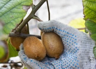 Где в Крыму выращивают киви? От винзавода Массандра… Где в Крыму выращивают киви? От винзавода Массандра...