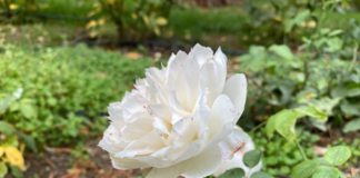 Розы Ливадийского дворца, какие розы увидят посетители дворца-музея в будущем 2021 году? Розы Ливадийского дворца, какие розы увидят посетители дворца-музея в будущем 2021 году?