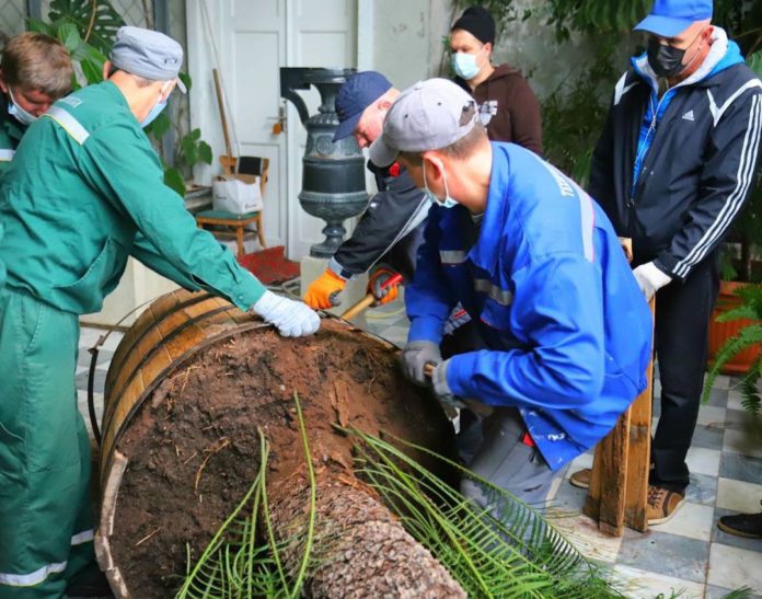 В Зимнем саду Воронцовского дворца пересадили растения в новые дубовые бочки, это делается раз в 15 лет, видео