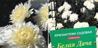 Участница Бала Хризантем-2020 в Ялте белоцветковая гибридная хризантема получила название «Белая дача» в честь дачи А.П.Чехова Участница Бала Хризантем-2020 в Ялте белоцветковая гибридная хризантема получила название "Белая дача" в честь дачи А.П.Чехова