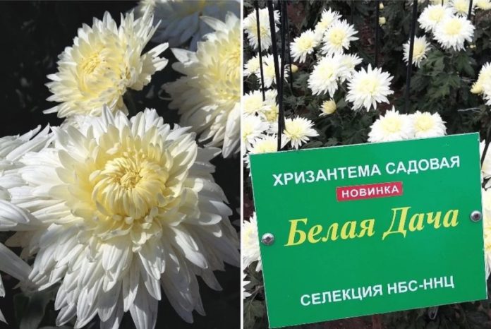 Участница Бала Хризантем-2020 в Ялте белоцветковая гибридная хризантема получила название 