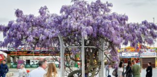 Фестиваль «Дни любования глицинией в Ялте», давайте вместе составим Карту цветения глицинии в Ялте Фестиваль «Дни любования глицинией в Ялте», давайте составим Карту цветения Глицинии в Ялте