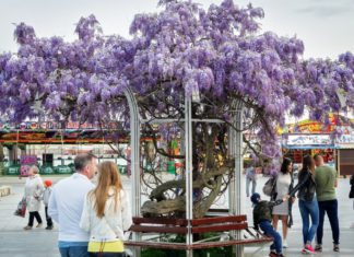 Фестиваль «Дни любования глицинией в Ялте», давайте вместе составим Карту цветения глицинии в Ялте Фестиваль «Дни любования глицинией в Ялте», давайте составим Карту цветения Глицинии в Ялте