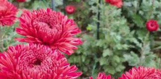 ВИДЕО: Бал Хризантем стартовал в Никитском ботаническом саду, 27 октября 2021, Ялта