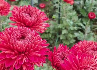 ВИДЕО: Бал Хризантем стартовал в Никитском ботаническом саду, 27 октября 2021, Ялта